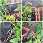 🔥HOT SALE 50% OFF🚿360° Curved Garden Automatic Irrigation System