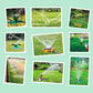 Fog Cooled Automatic Irrigation System