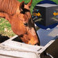 ✅Eco-friendly - Water Trough Purifier Cube🐠🐴