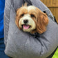 Dog Car Seat Bed - First Class